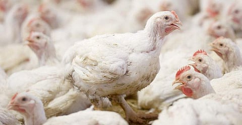 കോഴി വില കുത്തനെ ഇടിയുന്നു; കിലോയ്ക്ക് 59 രൂപ