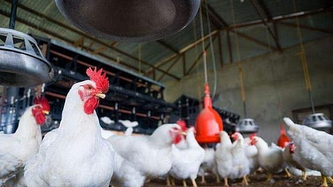 കടയില് ചത്ത നിലയില് കോഴികള്; ചിക്കന് സ്റ്റാള് അടപ്പിച്ചു