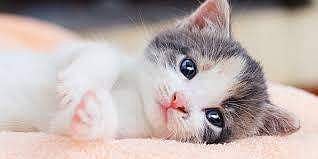 വയനാട്ടില് പൂച്ചകള് കൂട്ടത്തോടെ ചത്തൊടുങ്ങിയ സംഭവം; ഫിലൈന് പാര്വോ വൈറസ് എന്ന് നിഗമനം