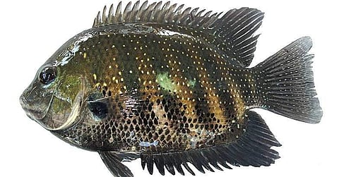 ജീവനുള്ള കരിമീന് തൊണ്ടയില് കുടുങ്ങി ; അറുപതുകാരന് പുതുജന്മം