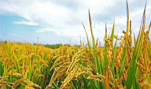 'കൃഷിയില് താത്പര്യമുണ്ടോ, പുത്തന് ആശയങ്ങള് ഉളളവരാണോ?'; കാര്ഷിക സര്വകലാശാല മാടി വിളിക്കുന്നു, പരിശീലനം, 25 ലക്ഷം രൂപ വരെ ഗ്രാന്റ്