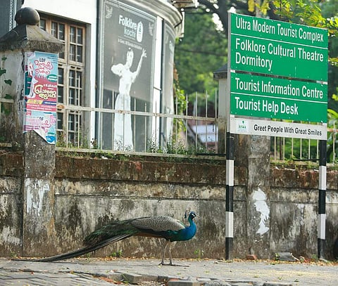 ലോക്ക്ഡൗണ് കാലത്തെ അപ്രതീക്ഷിത അതിഥി; ഫോര്ട്ട് കൊച്ചിയില് ദൃശ്യവിരുന്നൊരുക്കി മയില് (ചിത്രങ്ങള്)