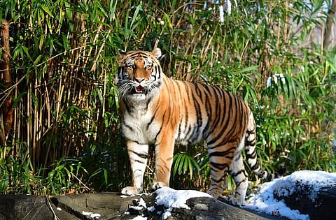 കടുവകള്ക്കും സിംഹങ്ങള്ക്കും കോവിഡ് ; ജീവനക്കാരില് നിന്നും വൈറസ് പകർന്നതെന്ന് സൂചന