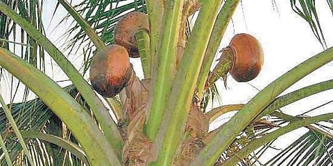 സംസ്ഥാനത്ത് കള്ളുഷാപ്പുകള് അടുത്താഴ്ച തുറന്നേക്കും