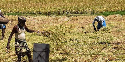 25,000 ഹെക്ടര് തരിശുനിലത്തില് കൃഷി, എല്ലാ പഞ്ചായത്തിലുമായി 8000 ഡയറി യൂണിറ്റുകള്; സുഭിക്ഷ കേരളം പദ്ധതിക്ക് 3860 കോടി രൂപ