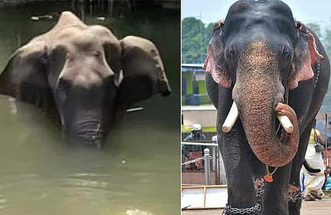 ആനപ്രേമികളേ, നിങ്ങള്ക്കറിയാമോ തിരുവമ്പാടി ശിവസുന്ദര് എങ്ങനെയാണ് മരിച്ചതെന്ന്?