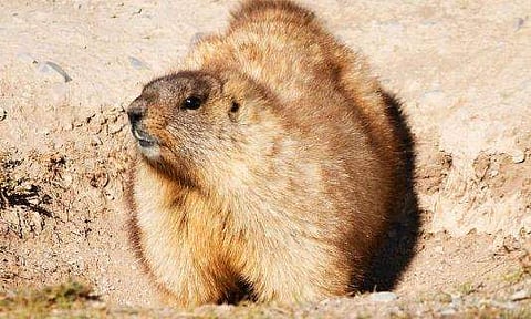 ബ്യൂബോണിക് പ്ലേഗ് ബാധിച്ച് 15 കാരന് മരിച്ചു; അണുബാധ എലിയെ തിന്നതിനെ തുടര്ന്ന്