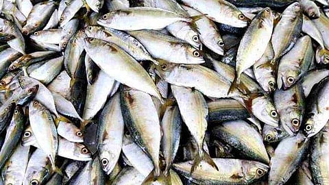 തൊടുപുഴയില് ഒരുമാസം പഴക്കമുള്ള 800കിലോ മത്സ്യം പിടിച്ചെടുത്തു