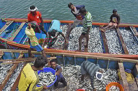 'മത്തി മക്കളെപ്പോറ്റി'- ഈ ചൊല്ലിനു നേര്വിപരീതമാണ് ഇപ്പോഴത്തെ അവസ്ഥ