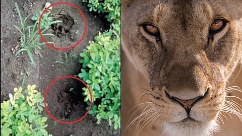 ഉറക്കത്തില് നെഞ്ചില് അമിതഭാരം, കണ്ണുതുറന്ന് നോക്കിയപ്പോള് 'ഭീമന്' സിംഹം; യുവാവിന്റെ അത്ഭുതകരമായ രക്ഷപ്പെടല്, കഥ