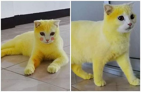 ഫംഗസ് ബാധമാറ്റാന് ഒറ്റമൂലി; വെള്ള പൂച്ച മഞ്ഞ പൂച്ചയായി!