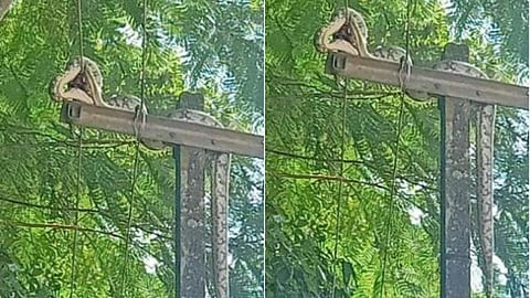 വൈദ്യുത തൂണിന് മുകളിൽ കയറിയ മലമ്പാമ്പ് ഷോക്കേറ്റ് ചത്തു