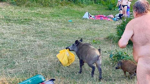 പൂര്ണ്ണനഗ്നനായി കാട്ടുപന്നിക്ക് പിന്നാലെ, ലാപ്ടോപ്പുമായി പന്നിയുടെ 'പരക്കംപാച്ചില്'; ചിത്രങ്ങള് വൈറല്