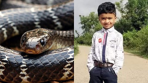 എട്ടടിവീരന് കടിച്ച് കോമയിലായി, ശരീരം മുഴുവന് തളര്ന്നു; ഏഴുദിവസം കഴിഞ്ഞ് അഞ്ചു വയസുകാരന് അത്ഭുതകരമായി ജീവിതത്തിലേക്ക്, ജീവിത കഥ