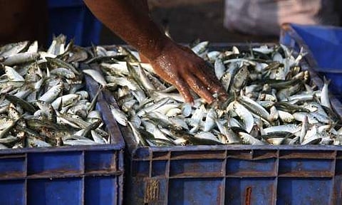 സംസ്ഥാനത്തെ ഏറ്റവും വലിയ സമ്പര്ക്കപട്ടിക; നെടുങ്കണ്ടത്തെ മത്സ്യവ്യാപാരി ഇടപെട്ടത് 3000ത്തോളം ആളുകളുമായി