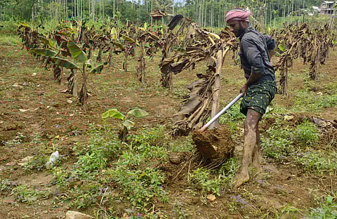 പ്രകൃതിക്ഷോഭത്തിൽ തകർന്ന കർഷക സ്വപ്നം
