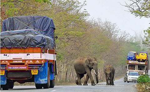 കാടിറങ്ങി മൃഗങ്ങള് നെട്ടോട്ടമോടി മനുഷ്യര്