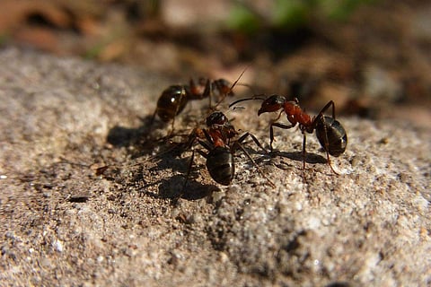 പ്രതീകാത്മക ചിത്രം