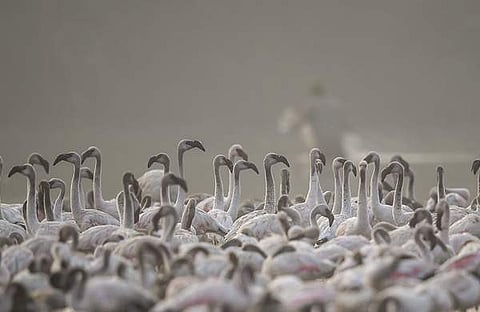 ദേശാടനപക്ഷികള് വഴിയാണ് രോഗബാധ എന്നാണ് സംശയിക്കുന്നത്; ദൃശ്യം മുംബൈയില് നിന്ന് /പിടിഐ