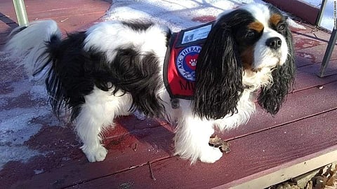 നായ മേയർ മർഫി/ ട്വിറ്റർ