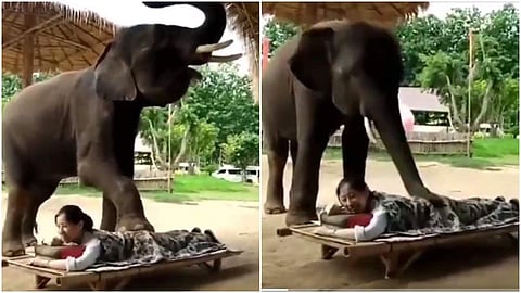 മസാജ് ചെയ്യുന്ന ആനയുടെ വൈറല് വീഡിയോ ദൃശ്യം