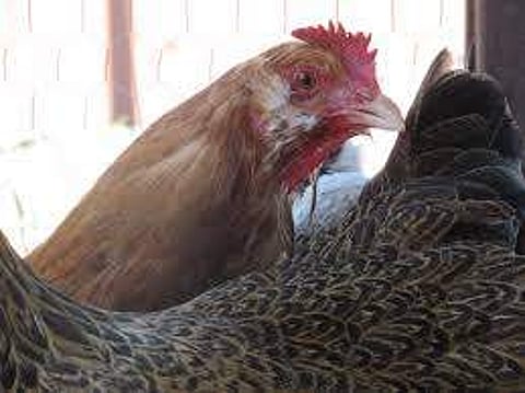 പ്രതീകാത്മക ചിത്രം