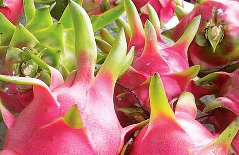 ഡ്രാഗണ് ഫ്രൂട്ട്