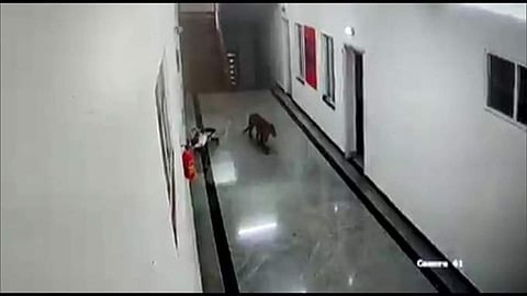 പുള്ളിപ്പുല ക്വാര്ട്ടേഴ്സില് / എഎന്ഐ ചിത്രം