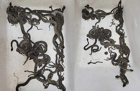 എപി ചിത്രം