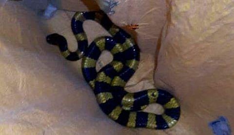 നാട്ടുകാര് പിടികൂടിയ ബാന്ഡഡ് ക്രെയ്റ്റ് വിഭാഗത്തില്പ്പെട്ട പാമ്പ്