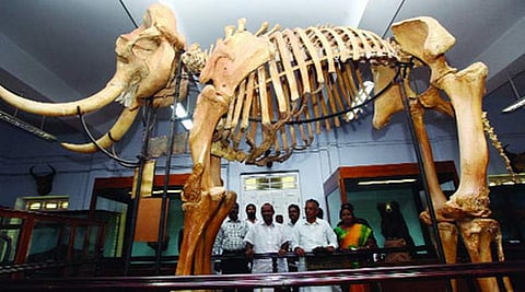 തൃശൂര് മൃഗശാലയിലെ രംഗനാഥന്റെ അസ്ഥികൂടം