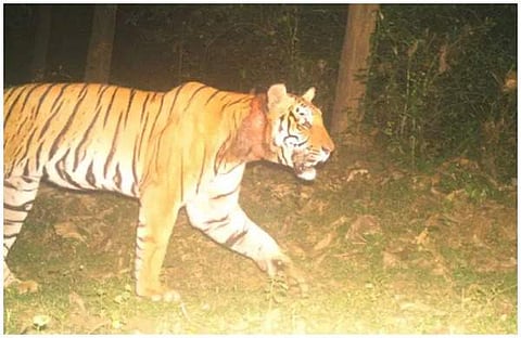 കുറുക്കന്മൂലയില് ഇറങ്ങിയ കടുവയുടെ ക്യാമറയില് പതിഞ്ഞ ദൃശ്യം