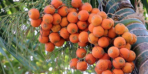 പ്രതീകാത്മക ചിത്രം