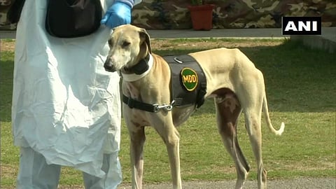 വൈറസിനെ കണ്ടെത്താന് പരിശീലനം നേടിയ നായ/ എഎന്ഐ ചിത്രം