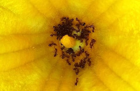 പൂക്കളില് തേന് കുടിക്കാനെത്തുന്ന ഉറുമ്പുകള്