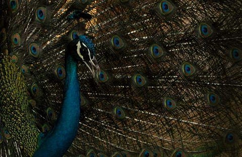 ഫയൽ ചിത്രം