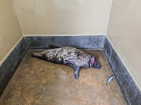 ഫോട്ടോ/ ട്വിറ്റർ