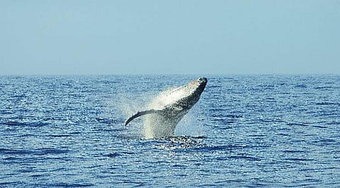 ഫയല് ചിത്രം