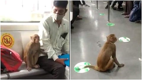 മെട്രോയില് യാത്ര ചെയ്യുന്ന കുരങ്ങന്റെ ചിത്രം