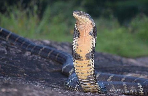 രാജവെമ്പാല/ഫയല്