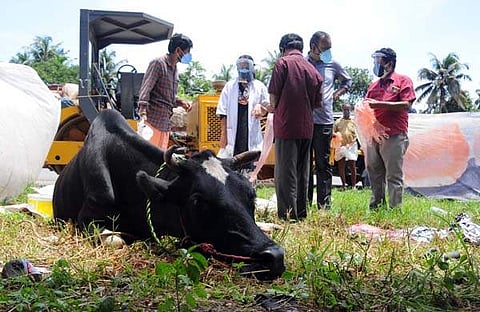 വഴിയിൽ പ്രസവിച്ച പശുവിനെ വെറ്ററിനറി സർജൻ ശുശ്രൂഷിക്കുന്നു/ ചിത്രം എ സനേഷ്