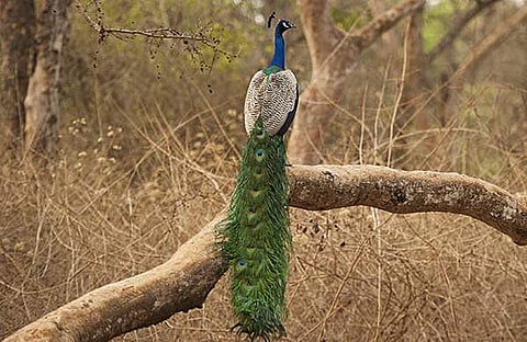പ്രതീകാത്മക ചിത്രം