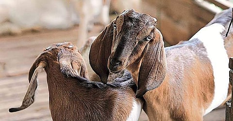 പ്രതീകാത്മക ചിത്രം