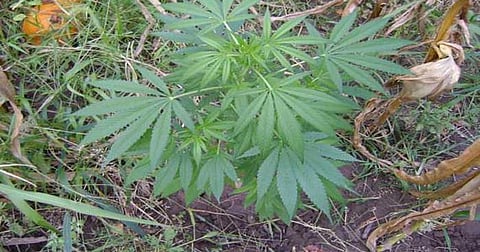 പ്രതീകാത്മക ചിത്രം