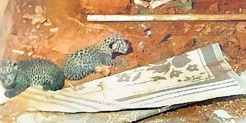 എക്സ്പ്രസ് ഫോട്ടോ