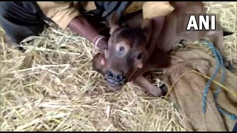 മൂന്ന് കണ്ണുമായി ജനിച്ച പശുക്കുട്ടി