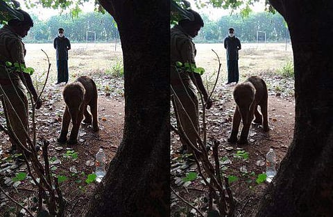 പാലപ്പിള്ളിയില് കണ്ടെത്തിയ കുട്ടിയാന