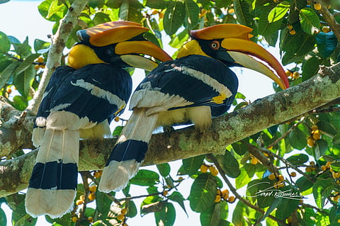 ക്യാപ്റ്റന് എ പി എസ് കുമാര് പകര്ത്തിയ ചിത്രം
