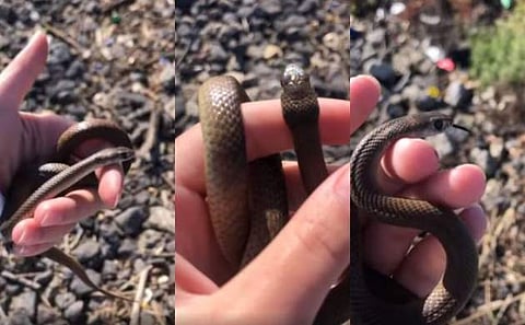 വീഡിയോ ദൃശ്യം