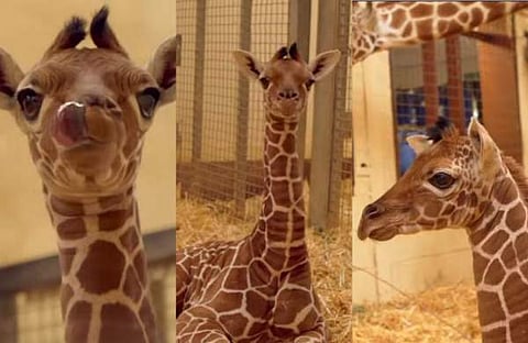 ചുറ്റുപാടുകൾ കൗതുകത്തോടെ നിരീക്ഷിക്കുന്ന വിൽഫ്രഡ്/ വിഡിയോ സ്ക്രീൻഷോട്ട്